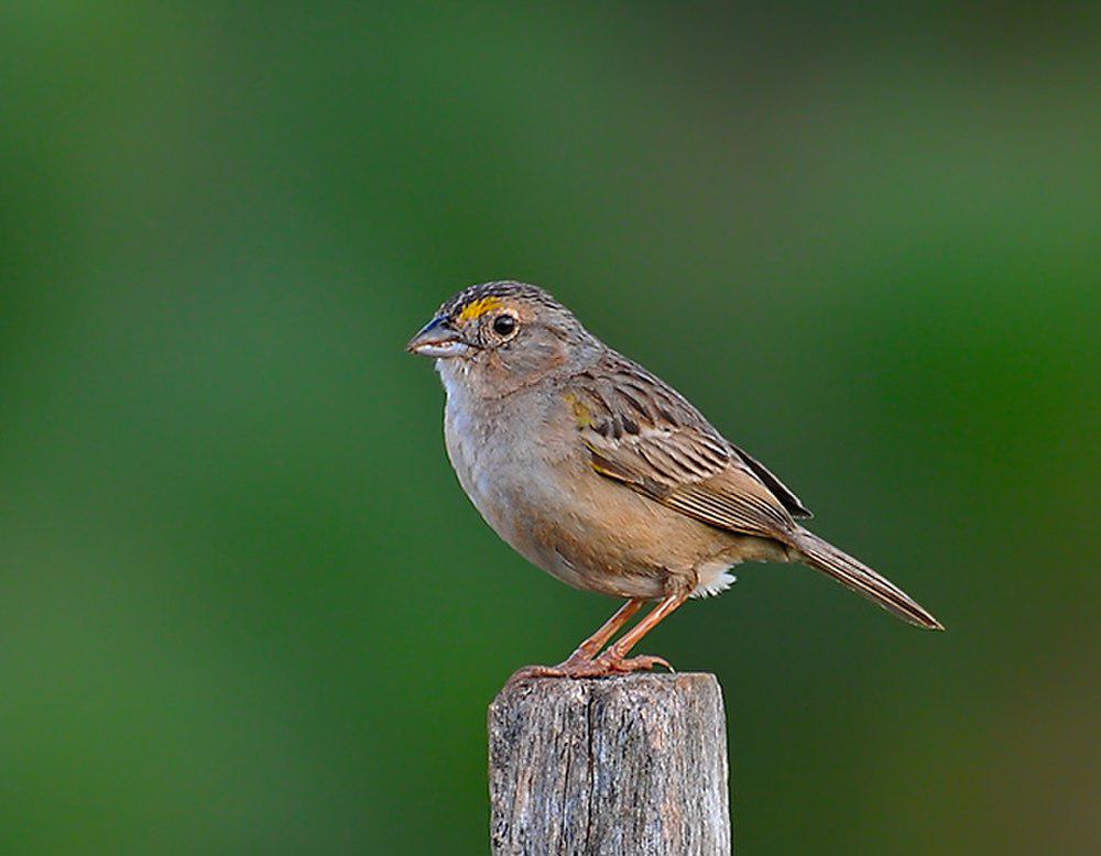 草地蝇鹀 / Grassland Sparrow / Ammodramus humeralis