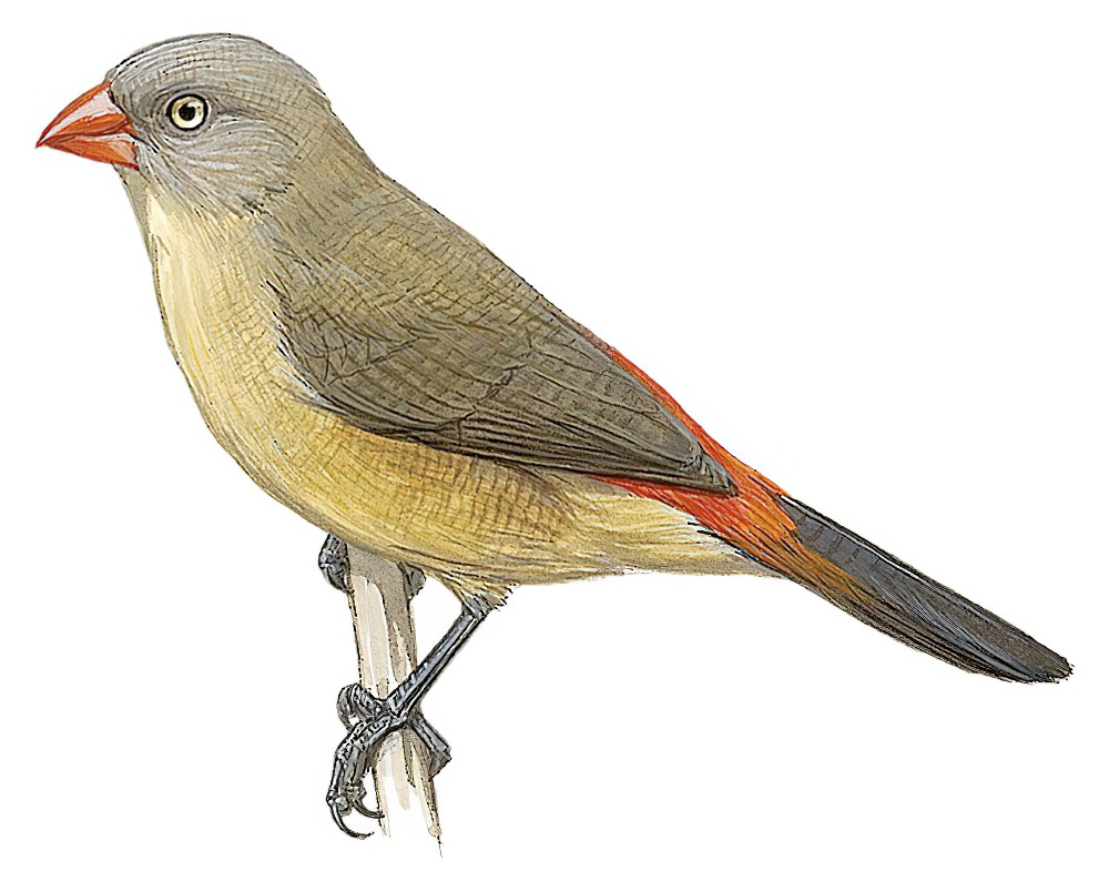 灰颊梅花雀 / Anambra Waxbill / Estrilda poliopareia