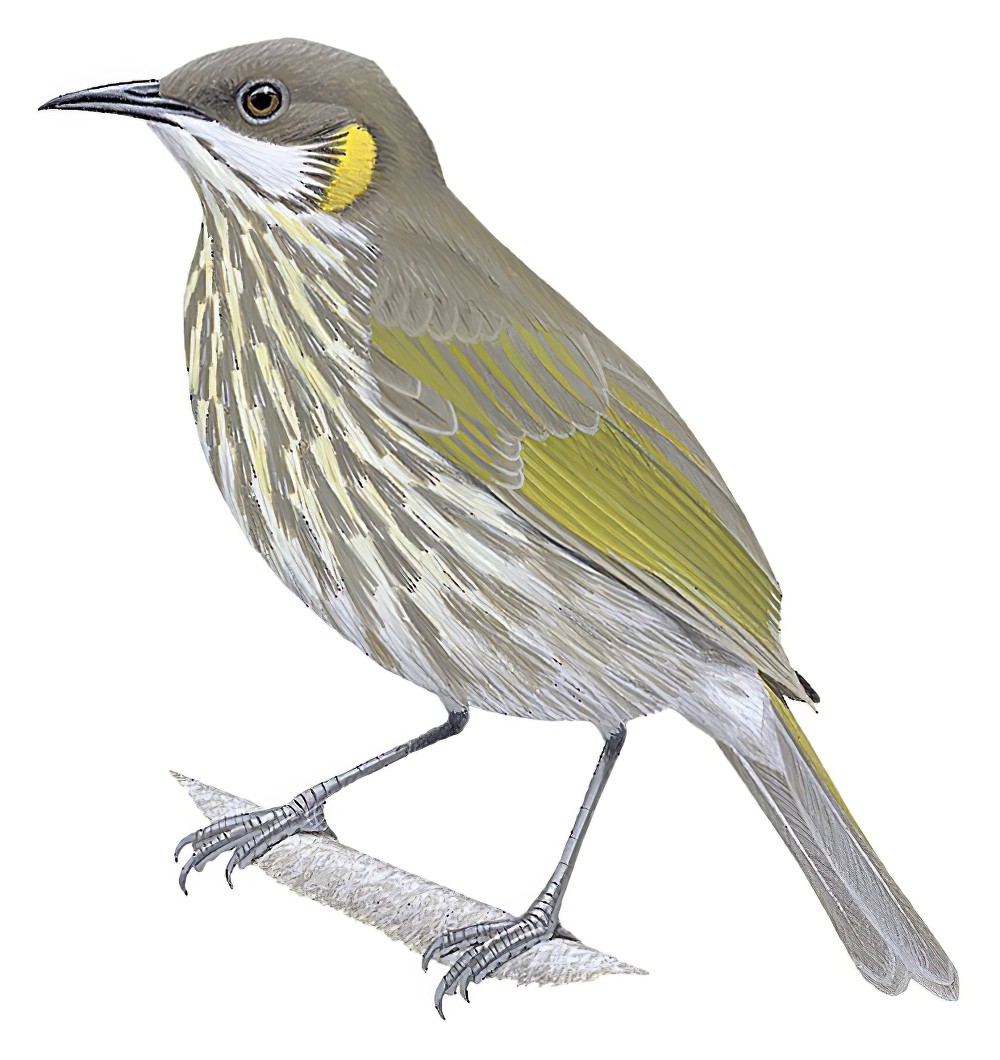 纹胸吸蜜鸟 / Streak-breasted Honeyeater / Territornis reticulata