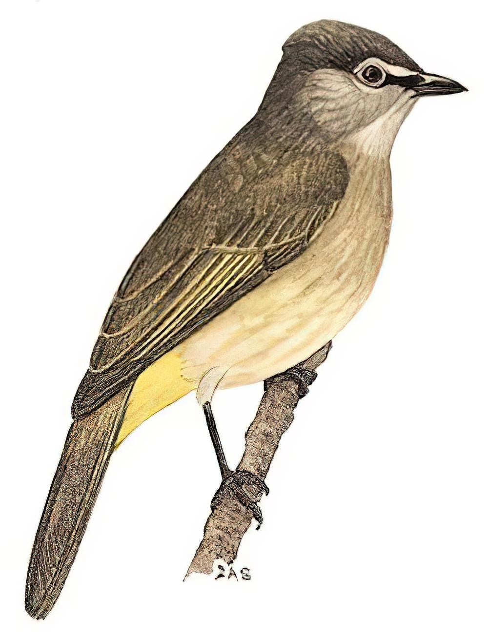 黄绿鹎 / Flavescent Bulbul / Pycnonotus flavescens