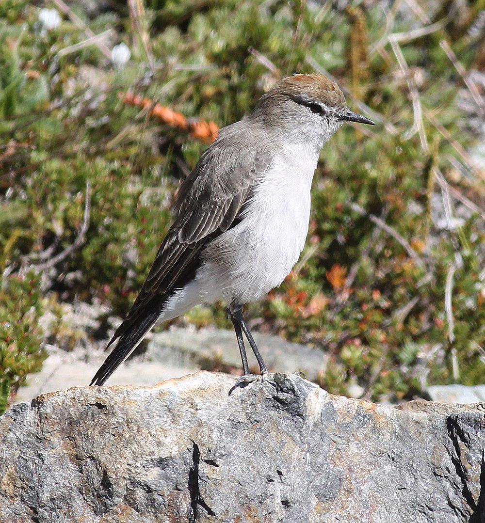 白眉地霸鹟 / White-browed Ground Tyrant / Muscisaxicola albilora