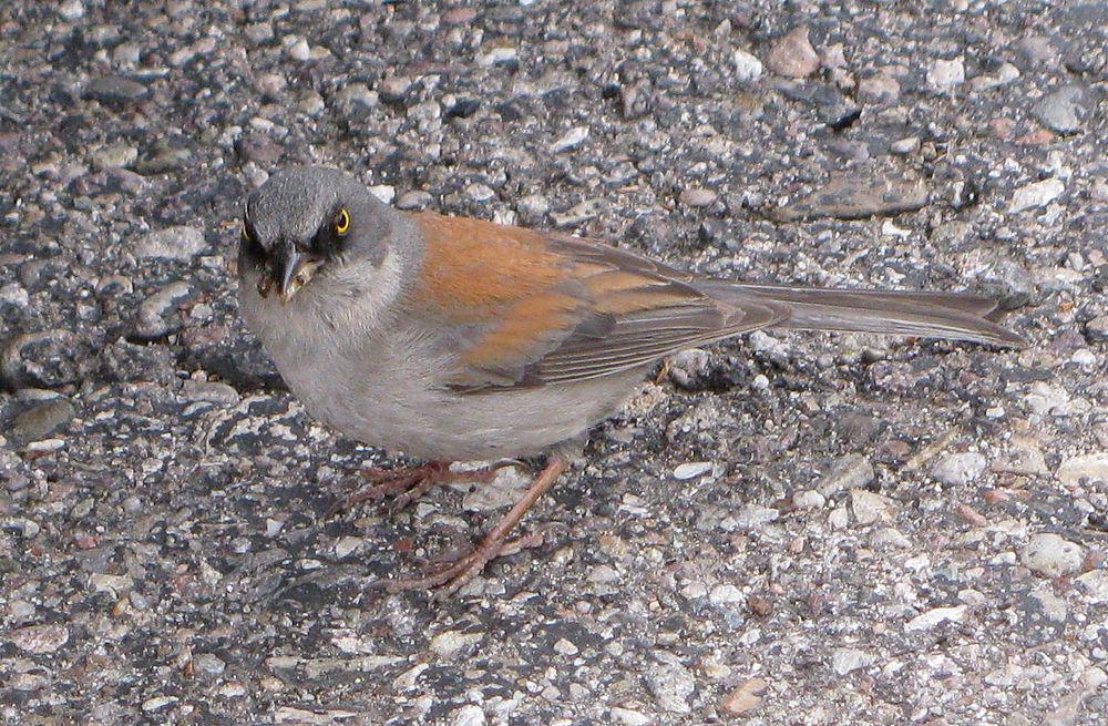 墨西哥灯草鹀 / Yellow-eyed Junco / Junco phaeonotus