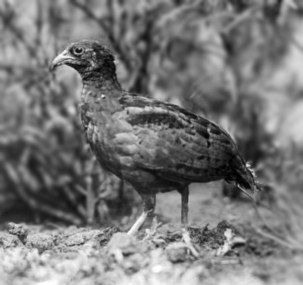 长嘴山鹑 / Long-billed Partridge / Rhizothera longirostris