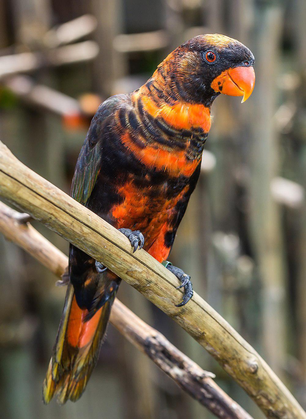 烟色鹦鹉 / Dusky Lory / Pseudeos fuscata