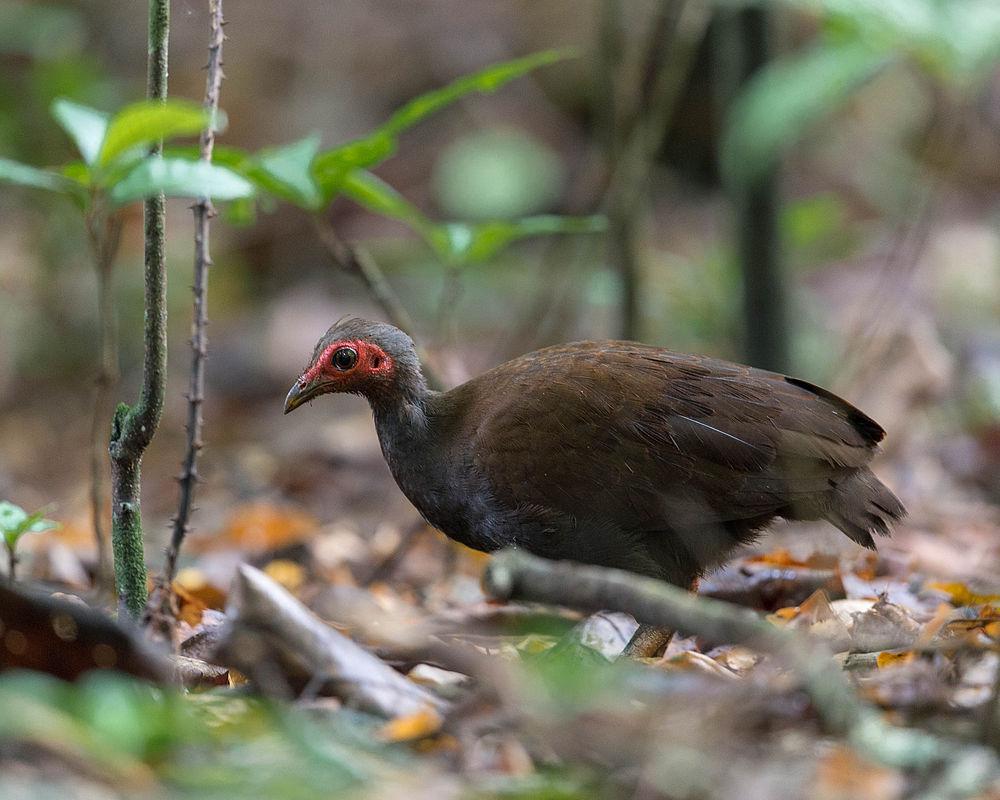 菲律宾塚雉 / Philippine Megapode / Megapodius cumingii