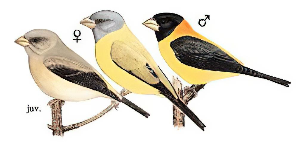 黄颈拟蜡嘴雀 / Collared Grosbeak / Mycerobas affinis