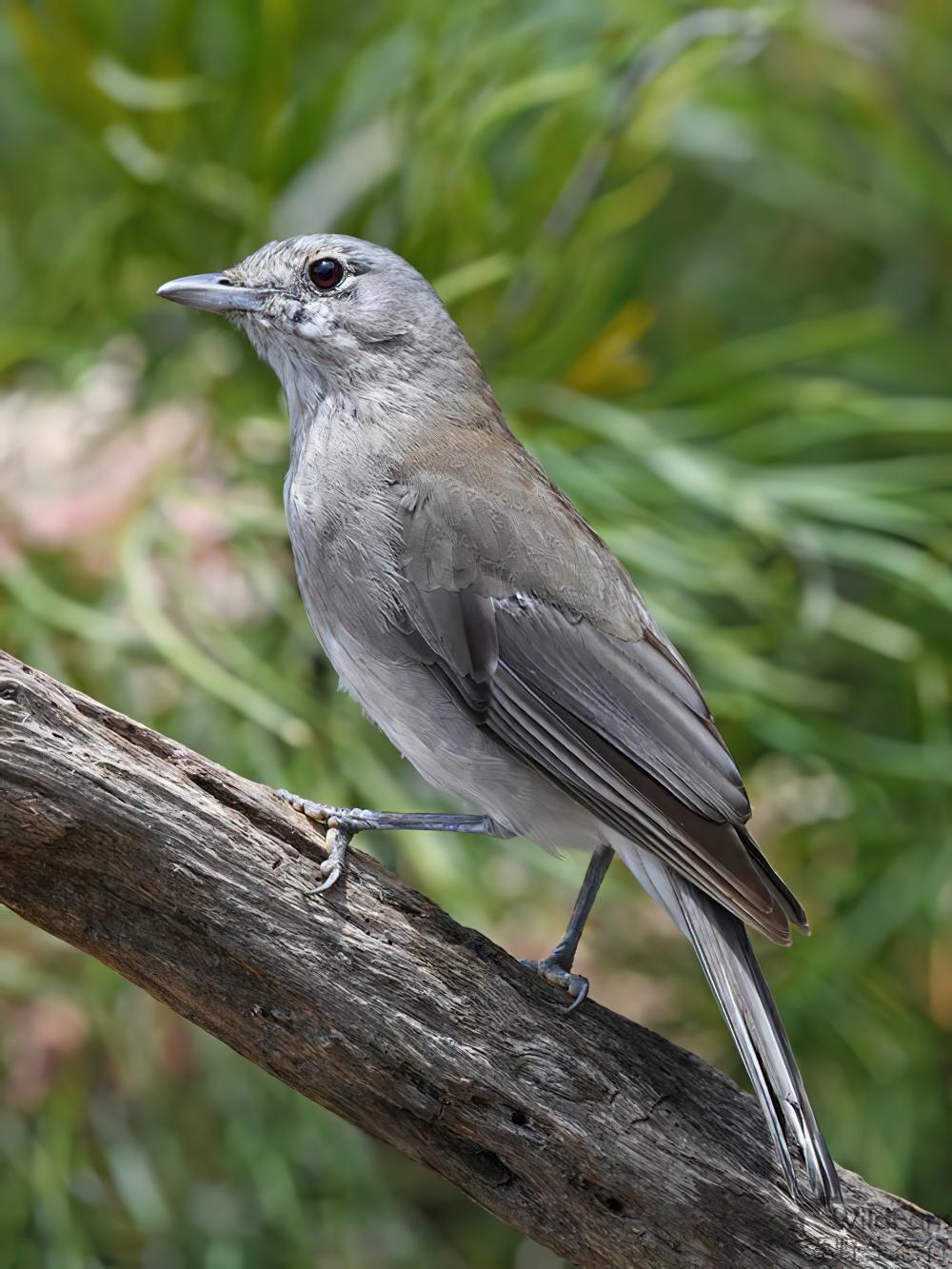 灰鵙鹟 / Grey Shrikethrush / Colluricincla harmonica