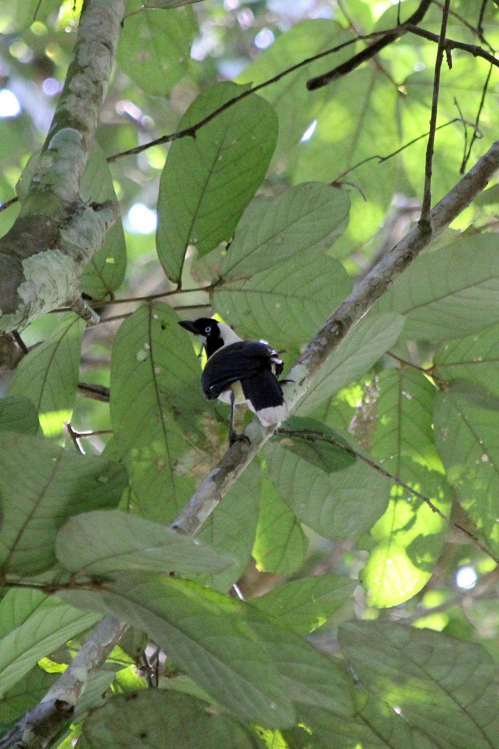 白颈蓝鸦 / Cayenne Jay / Cyanocorax cayanus