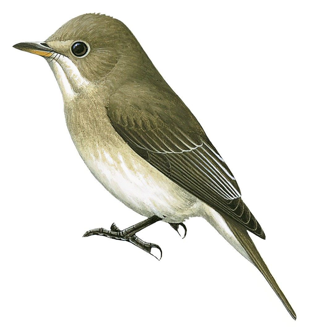 松巴鹟 / Sumba Brown Flycatcher / Muscicapa segregata