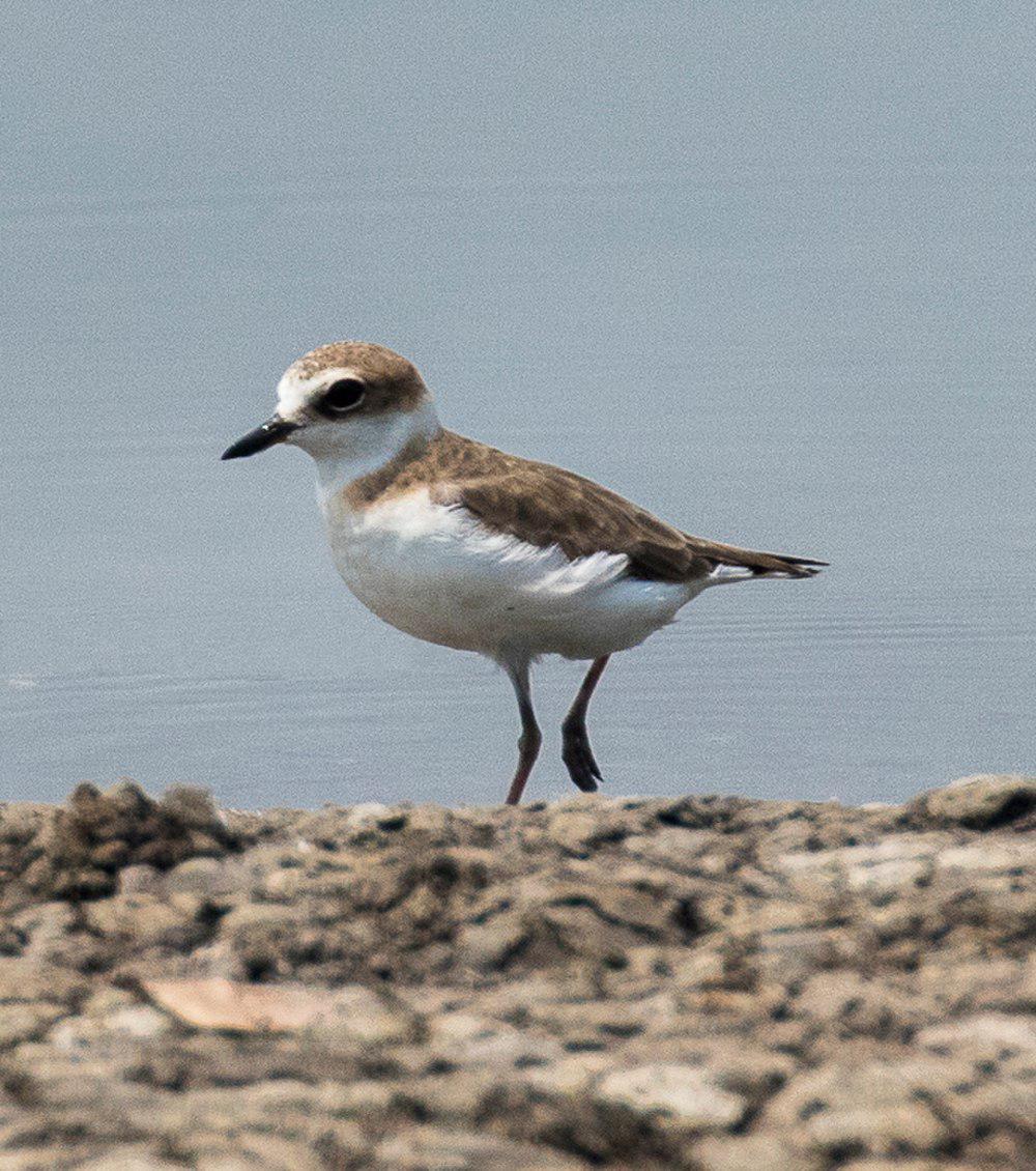 爪哇鸻 / Javan Plover / Charadrius javanicus