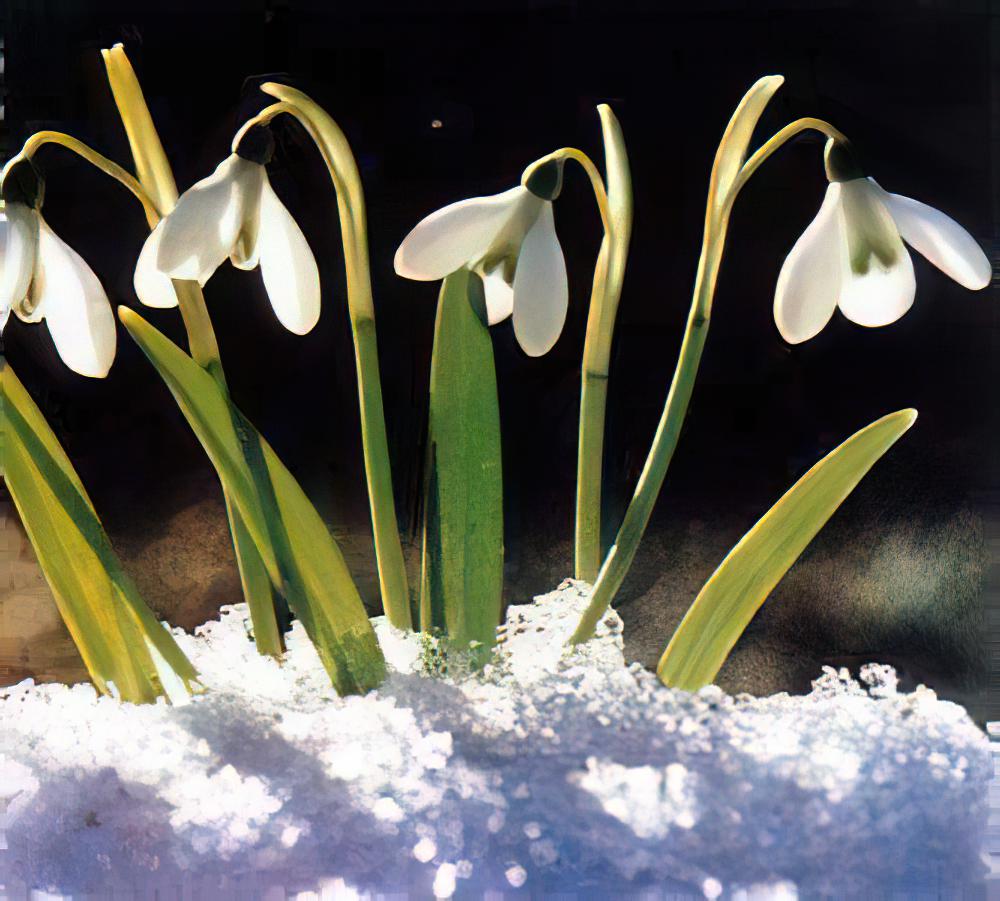 雪滴花