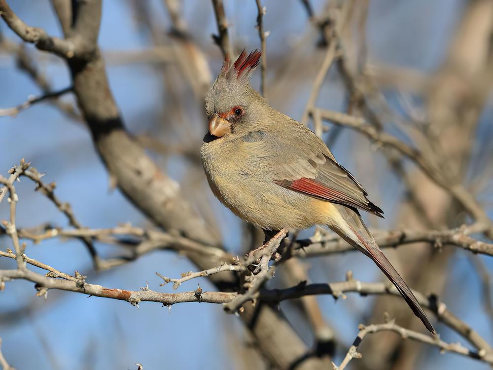 灰额主红雀 / Pyrrhuloxia / Cardinalis sinuatus