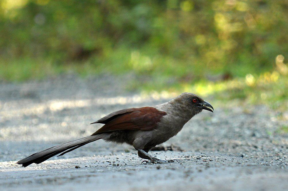 褐鸦鹃 / Andaman Coucal / Centropus andamanensis