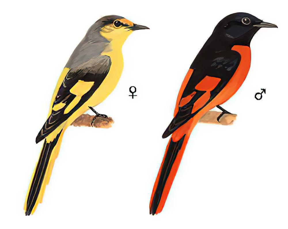赤红山椒鸟 / Scarlet Minivet / Pericrocotus speciosus
