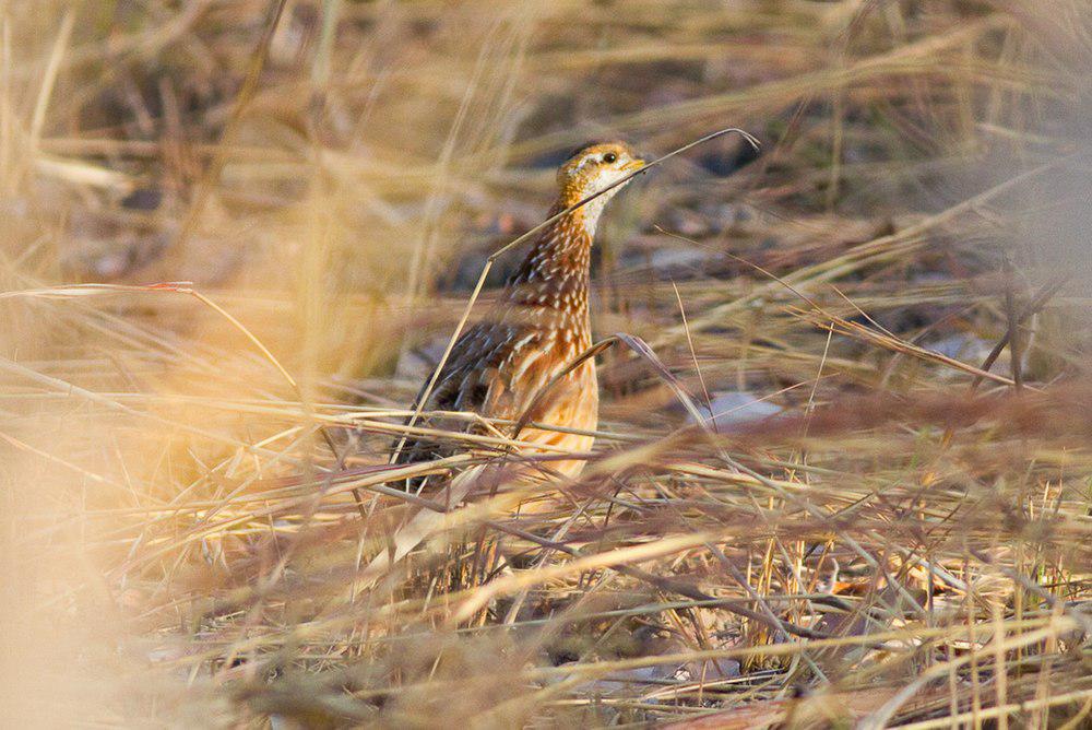 白喉鹧鸪 / White-throated Francolin / Peliperdix albogularis