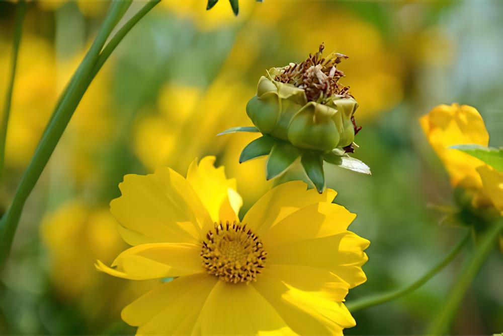 大花金鸡菊