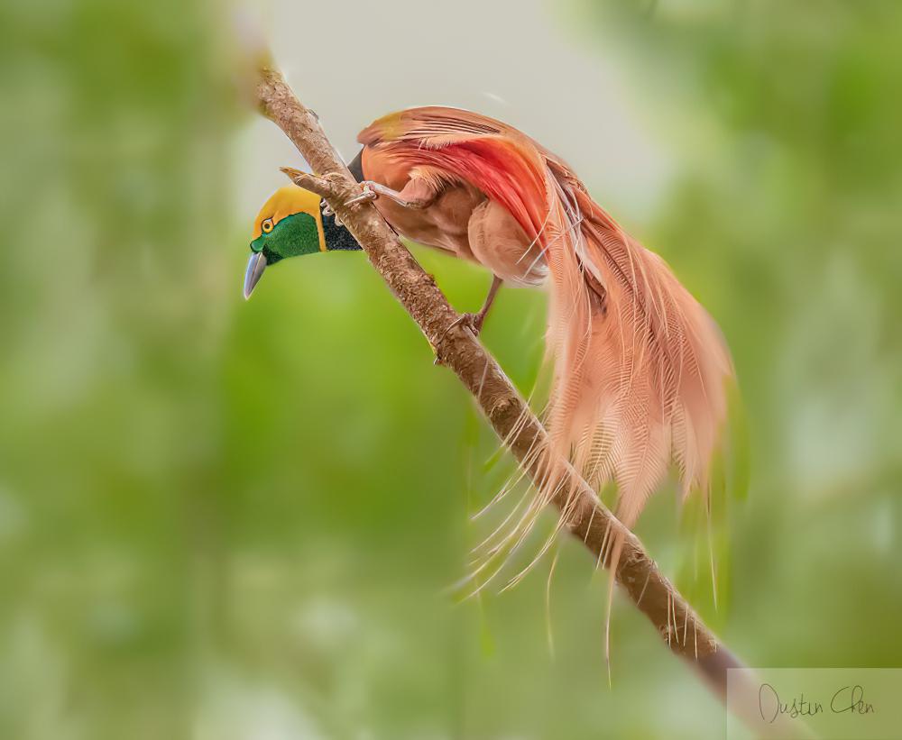 新几内亚极乐鸟 / Raggiana Bird-of-paradise / Paradisaea raggiana