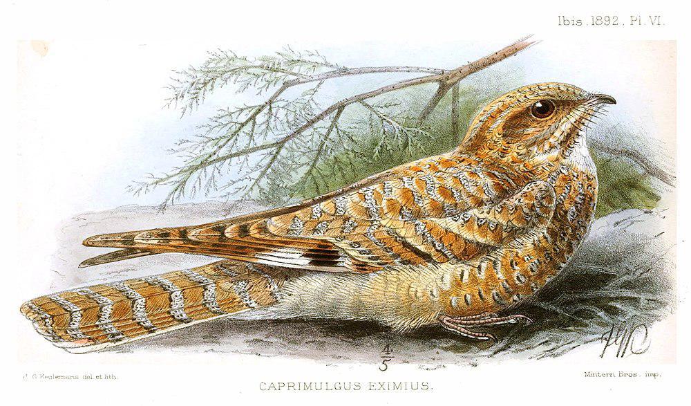 金夜鹰 / Golden Nightjar / Caprimulgus eximius