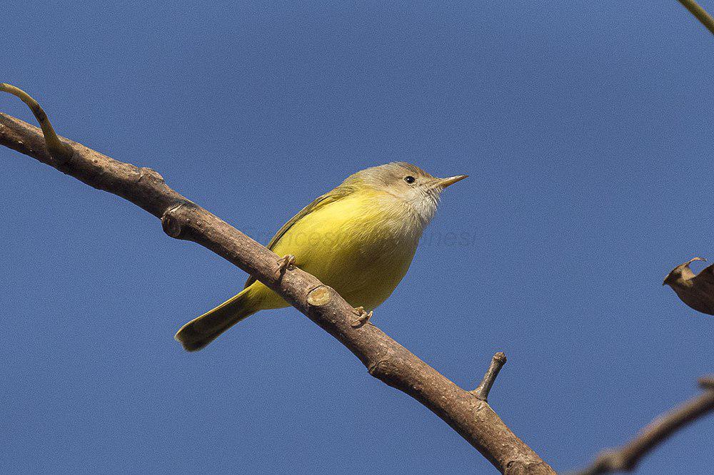 绿背孤莺 / Senegal Eremomela / Eremomela pusilla