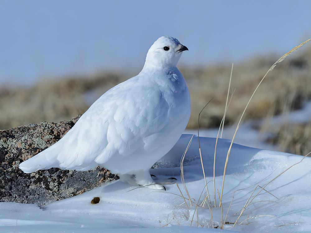 白尾雷鸟 / White-tailed Ptarmigan / Lagopus leucura