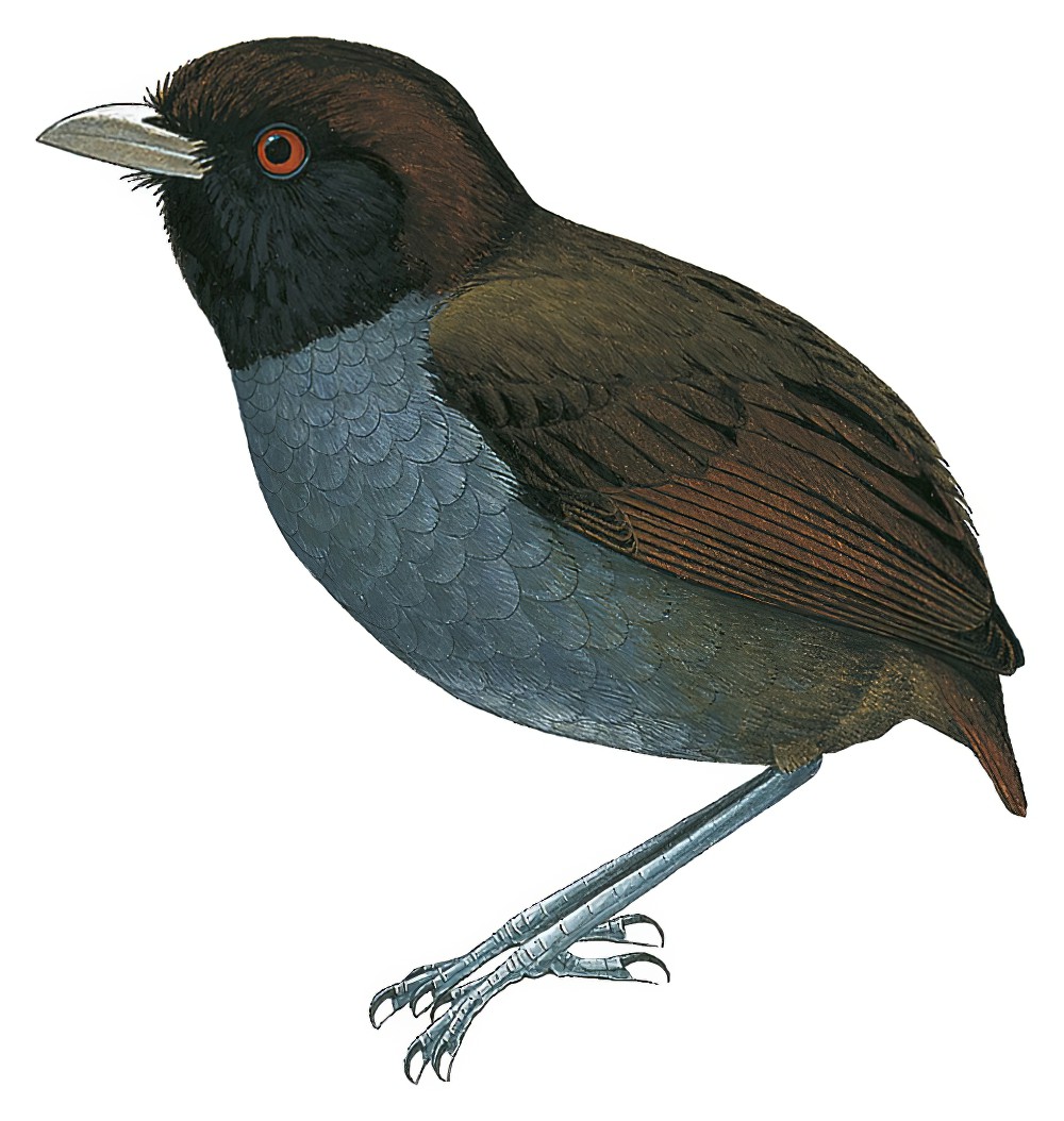 灰嘴蚁鸫 / Pale-billed Antpitta / Grallaria carrikeri