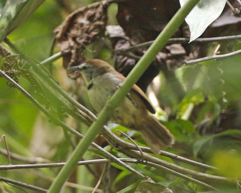 珠颊穗鹛 / Crescent-chested Babbler / Cyanoderma melanothorax