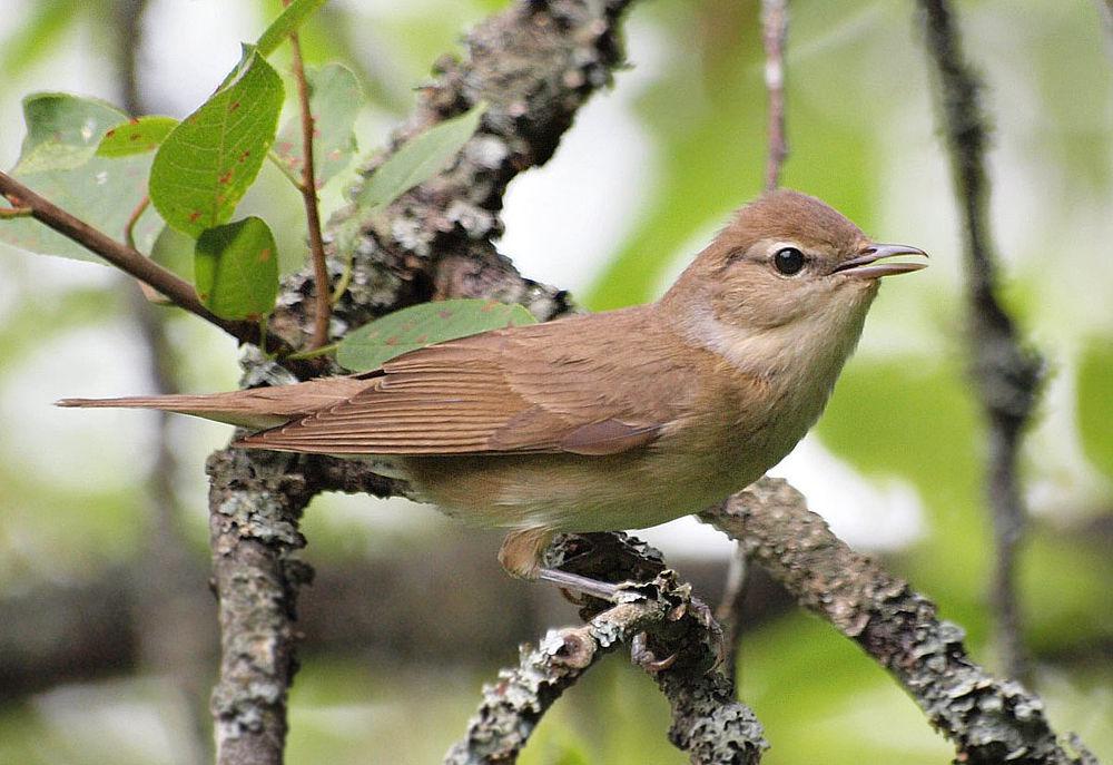 庭园林莺 / Garden Warbler / Sylvia borin