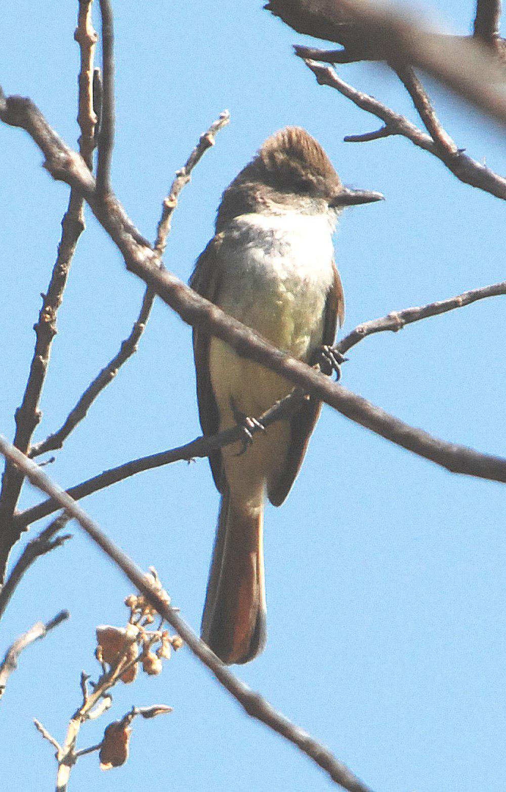 淡喉蝇霸鹟 / Nutting\'s Flycatcher / Myiarchus nuttingi