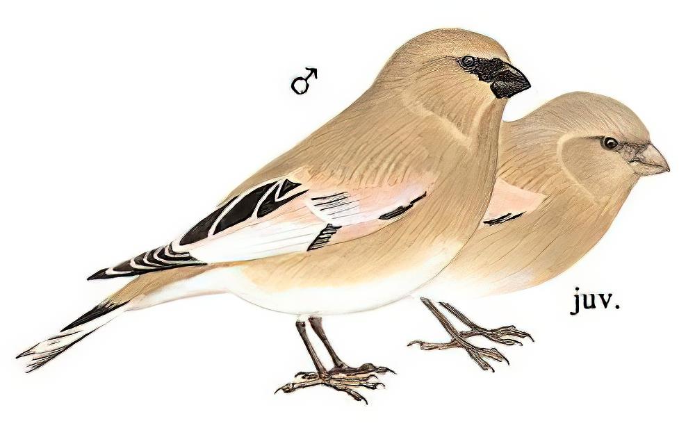 巨嘴沙雀 / Desert Finch / Rhodospiza obsoleta