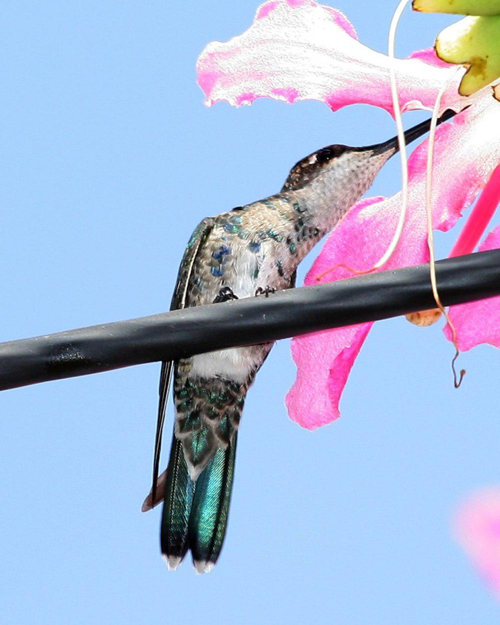 蓝角星喉蜂鸟 / Blue-tufted Starthroat / Heliomaster furcifer