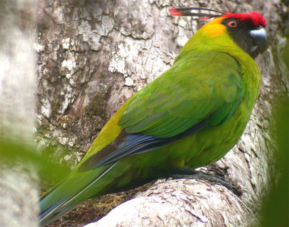 翎冠鹦鹉 / Horned Parakeet / Eunymphicus cornutus