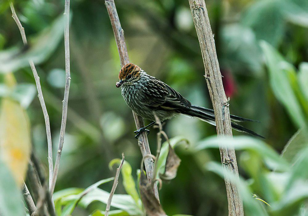 锈顶针尾雀 / Rusty-crowned Tit-Spinetail / Leptasthenura pileata