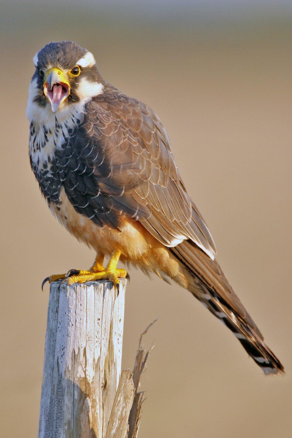 黄腹隼 / Aplomado Falcon / Falco femoralis