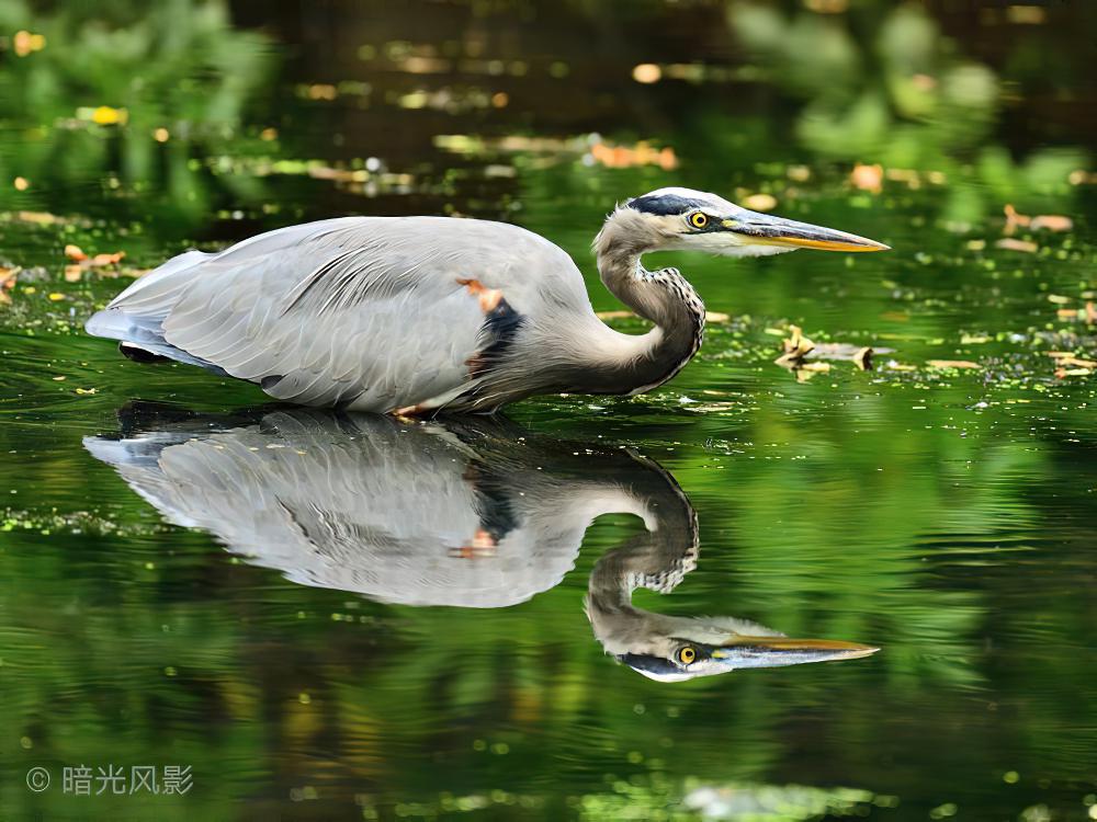 大蓝鹭 / Great Blue Heron / Ardea herodias