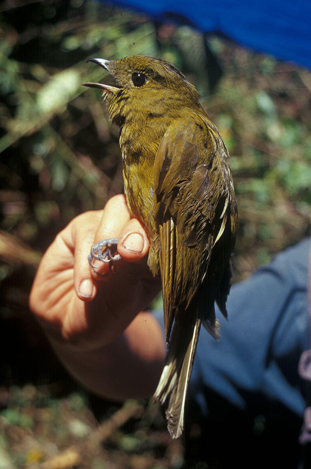 橄榄绿伞鸟 / Olivaceous Piha / Snowornis cryptolophus