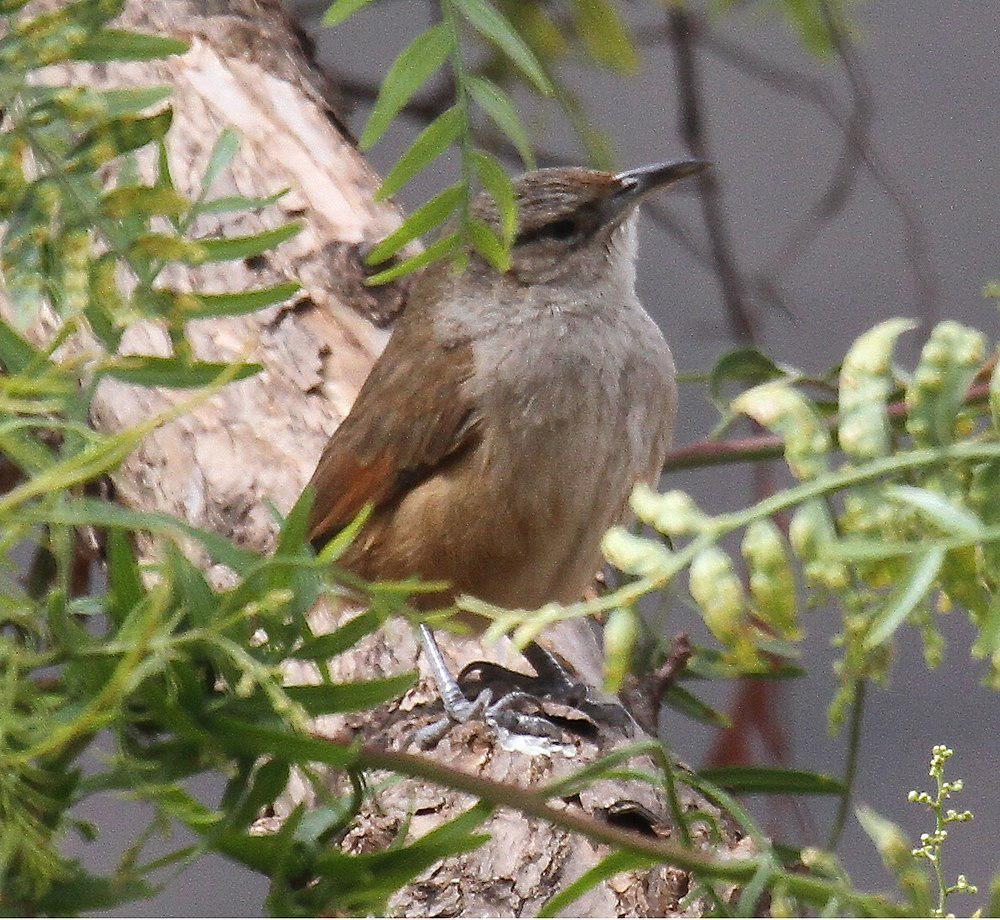 纹额棘雀 / Streak-fronted Thornbird / Phacellodomus striaticeps