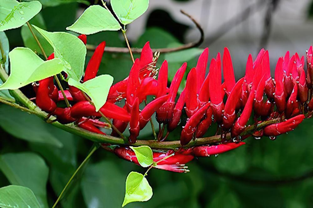 龙牙花