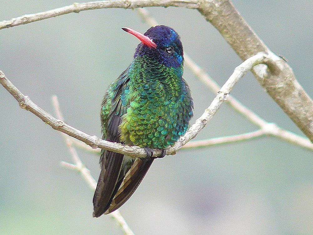 蓝头红嘴蜂鸟 / Blue-headed Sapphire / Chrysuronia grayi