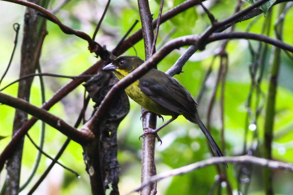 乌头薮雀 / Dusky-headed Brushfinch / Atlapetes fuscoolivaceus