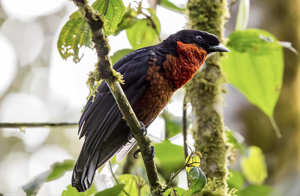 红领果伞鸟 / Red-ruffed Fruitcrow / Pyroderus scutatus