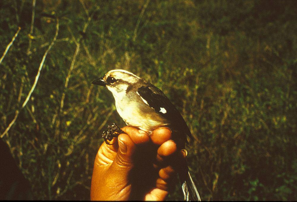 苍头薮雀 / Pale-headed Brushfinch / Atlapetes pallidiceps