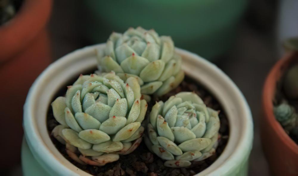 静夜 Echeveria derenbergii