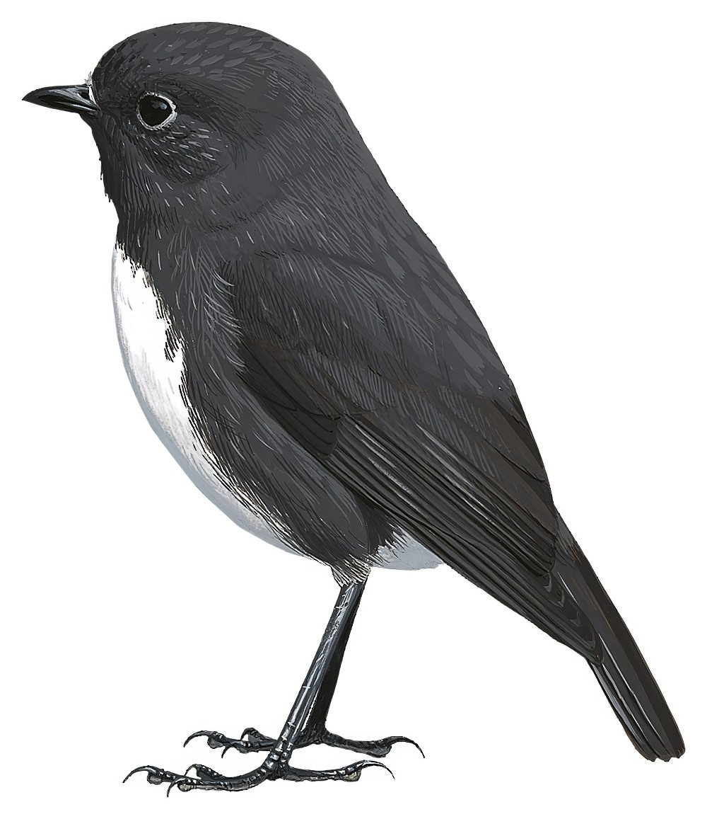 新西兰鸲鹟 / South Island Robin / Petroica australis