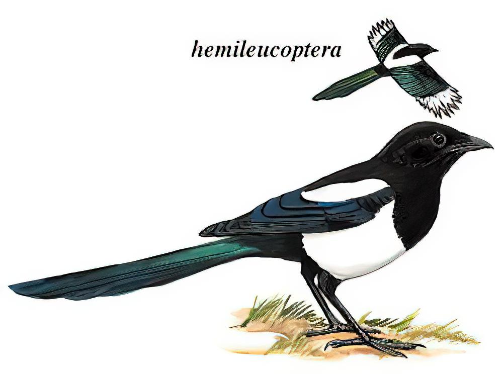 青藏喜鹊 / Black-rumped Magpie / Pica bottanensis