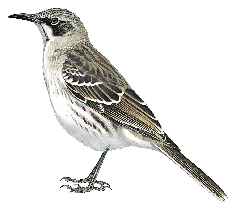 圣岛嘲鸫 / San Cristobal Mockingbird / Mimus melanotis