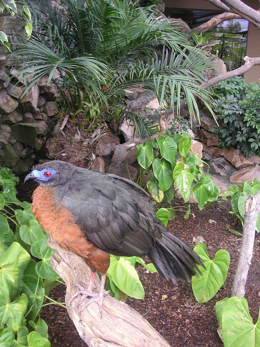 褐镰翅冠雉 / Sickle-winged Guan / Chamaepetes goudotii