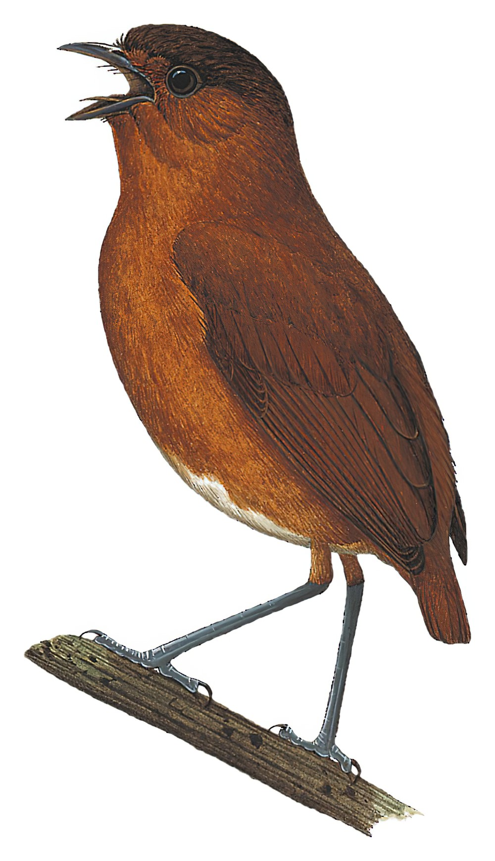 枣红蚁鸫 / Bay Antpitta / Grallaria capitalis