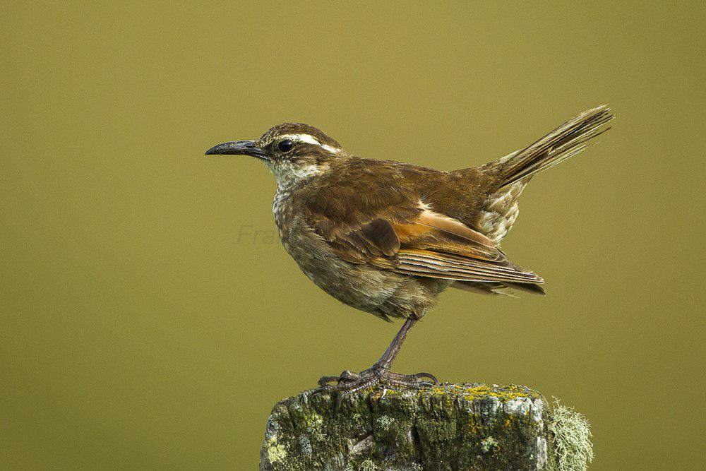 粗嘴抖尾地雀 / Stout-billed Cinclodes / Cinclodes excelsior