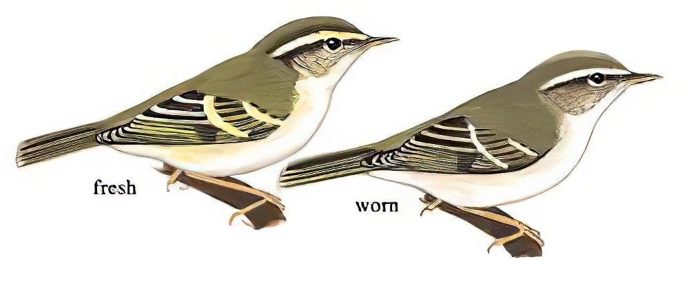 黄眉柳莺 / Yellow-browed Warbler / Phylloscopus inornatus