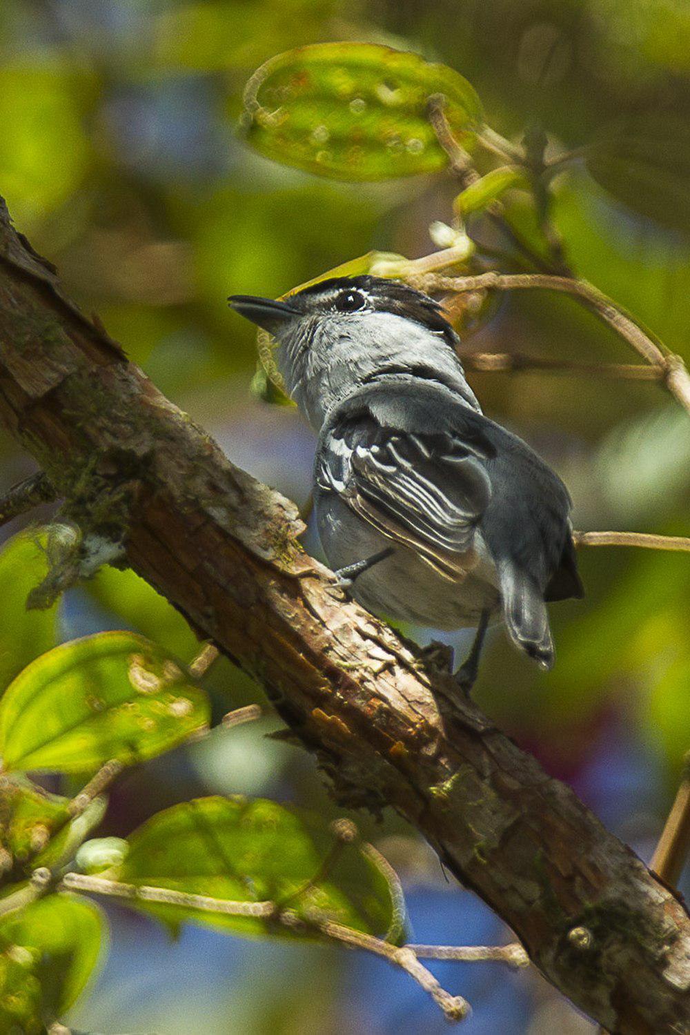 黑白厚嘴霸鹟 / Black-and-white Becard / Pachyramphus albogriseus